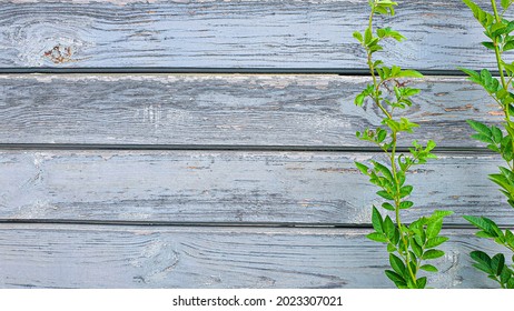 Plants On A Stone Background. Branches With Green Leaves, Flowers. Summer Harvest, Summer Cottage. Backgrounds