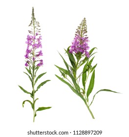 Plants on a white background isolated for insertion into the design template. Medicinal plant.