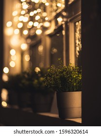 Plants On A Window Ledge With Christmas Lights