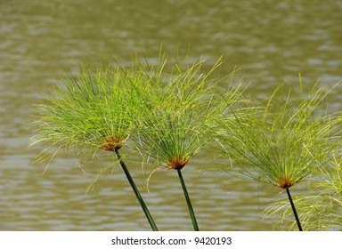 Papyrus Plant High Res Stock Images Shutterstock