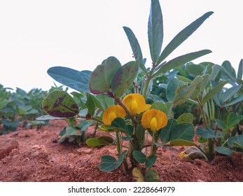 Plants of the peanut on a plantation during flowering close-up from low point of shooting