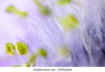 Plants Pollen Under A Microscope