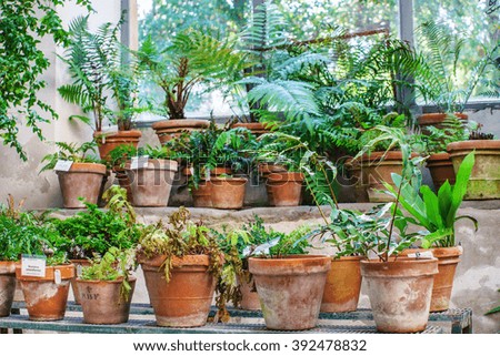 Similar – Image, Stock Photo cactus plants in greenhouse interior