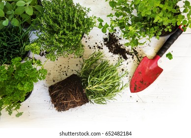 Plants In Pots For The Herb Garden And A Red Shovel On White Painted Wood, Corner Background With Copy Space, Top View From Above