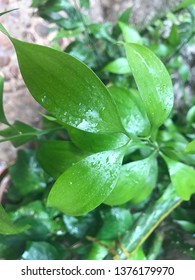 Plants in the Rain - Shutterstock ID 1376179970