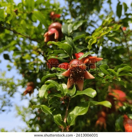 plants, red fruit, small and dense leaves, have a sweet taste.