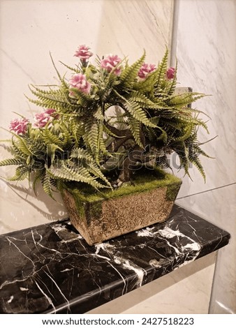 Plants for room and bathroom