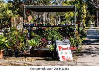 Plants For Sale Sign In The Street. Homegrown Plants And Flowers Pop Up Shop Near The Residential House On The Street. Self-employment Business And Hobby