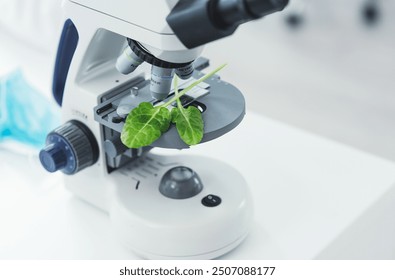 Plants, science and microscope in laboratory for botany research, discovery or medical innovation. Leaves, biotechnology and scientific analysis for natural, pharmaceutical and herbal medicine. - Powered by Shutterstock