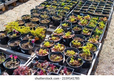 Plants And Seedlings In The Garden Center In Spring. Selective Focus. Sale Of Seedlings, Herbs, Vegetables, Flowers In Pots. Planting Season In The Garden.