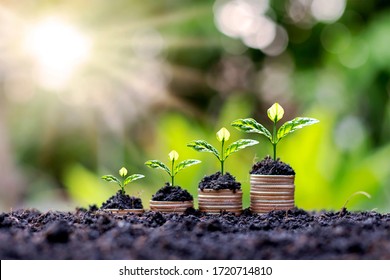 Plants or small trees are growing on piles of coins with increased appearances, including fertile soil and morning sun light.