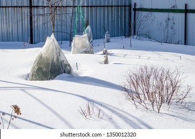 Plants In A Snow-covered Garden, Covered With A Cloth For The Winter