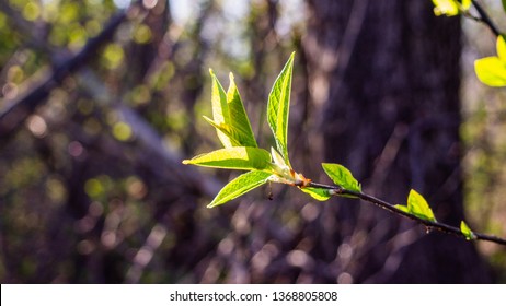 plants in spring, beautiful background for presentation