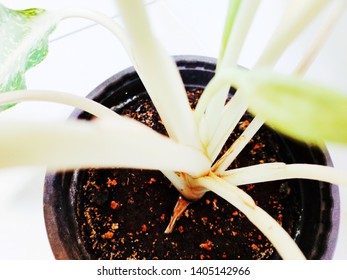 plants stem in selective focus