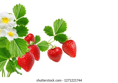 plants strawberry with ripe berries