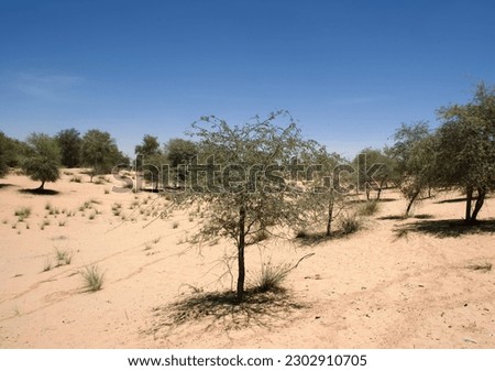 plants suited to the arid conditions are the mainstay to prevent the advance of the desertification process, technologies like drip irrigation contribute to this effort
