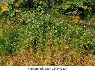 Plants that live in limestone outcrops. Himalayan balsam (Impatiens glandulifera) on Ordovician limestones. Invasive species. Hogweed in the background. Ladoga lake, Russia - Shutterstock ID 2246492329