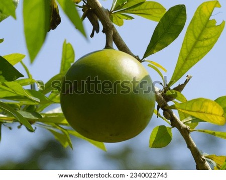 Similar – Image, Stock Photo ripe apple on a tree Apple