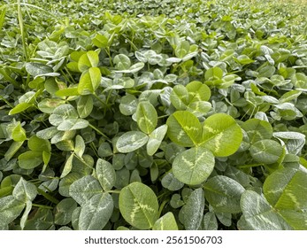 Plantas que retienen las heladas. Primer plano de un color verde Trifolium reabre la hoja contra un fondo de naturaleza brillante. Textura de hojas frescas de trébol.