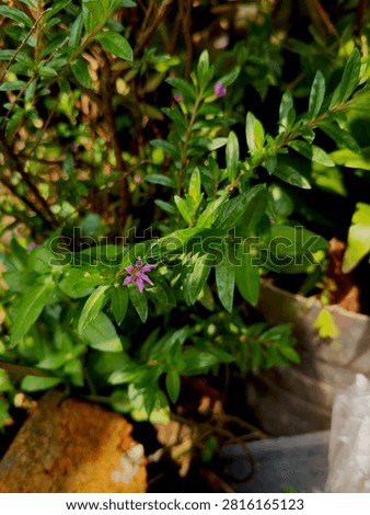 plants that thrive without human intervention to make the earth greeny