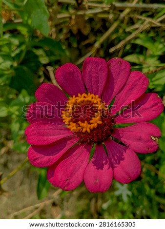 plants that thrive without human intervention to make the earth greeny