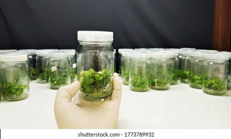 Plants Tissue Culture Glass Bottle On Stock Photo 1773789932 | Shutterstock