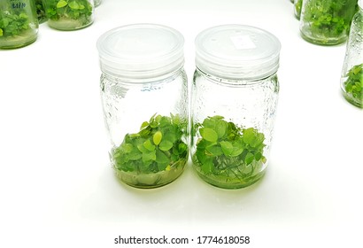 Plants Tissue Culture Glass Bottle In Research Laboratory Room.Tissue Culture Is In Vitro Aseptic Culture Of Cells Or Tissues Plant Under Controlled Of Nutritional And Environmental. 