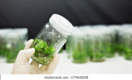 Plants Tissue Culture Glass Bottle On Researcher Hands In Laboratory Room.Tissue Culture Is In Vitro Aseptic Culture Of Cells Or Tissues Plant Under Controlled Of Nutritional And Environmental. 