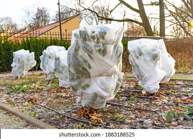 Plants and trees in a park or garden covered with blanket, swath of burlap, frost protection bags or roll of fabric to protect them from frost, freeze and cold temperature - Powered by Shutterstock