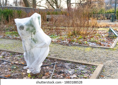 Plants And Trees In A Park Or Garden Covered With Blanket, Swath Of Burlap, Frost Protection Bags Or Roll Of Fabric To Protect Them From Frost, Freeze And Cold Temperature