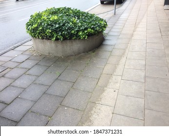 Plants In An Urban Area On A Rainy Day A Straight Line Of Wet And Not Wet Parts Of The Pathway