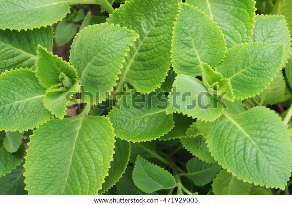 Plants Used Medicine Stock Photo (Edit Now) 471929003