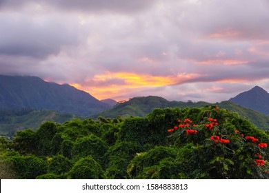 The plants, vines, and flowers of the Hawaiian rainforest glow in the sunset light. The Koolau mountain range makes a beautiful background.