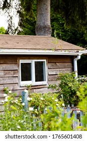 Plants And Weeds Start To Grow From A Clogged Eavestrough; Rain Gutter In Need Of Maintenance 