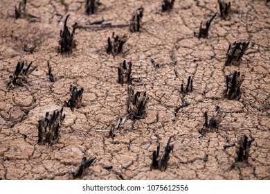 The Plants Were Burned To Black. The Ground Is Broken Because Of The Heat Of The Sun And Dehydration. Causing A Drought.