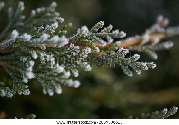 The plants were covered\
with frost in the frost, after a snowfall in December before the\
new year.