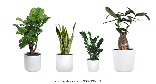 Plants in white ceramic pot: ficus lyrata, Sansevieria, pachira, zz zamioculcas zamiifolia or zanzibar gem plant. Variety of species. Isolated on a white background.