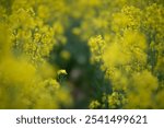 plants wide aperture photography leaves flowers material close-up