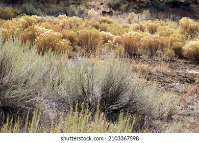 plants and wildflowers around Riley Ranch Nature Reserve Oregon
