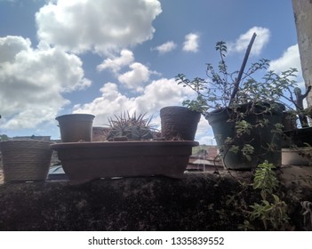 Plants in the windows