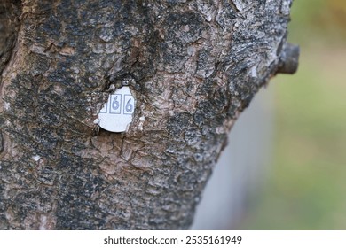        Plaque with the number of a tree ingrown into tree bark in a Park in Germany                         - Powered by Shutterstock