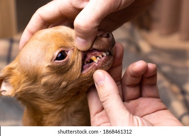 Plaque On Teeth Of Dog. Сheckup And Care Of Dog's Teeth By Human. Problem Of Yellow Teeth.