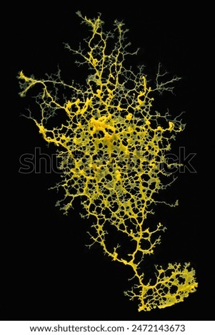 Plasmodial slime molds on black background.