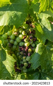 Plasmopara Viticola (grapevine Downy Mildew).