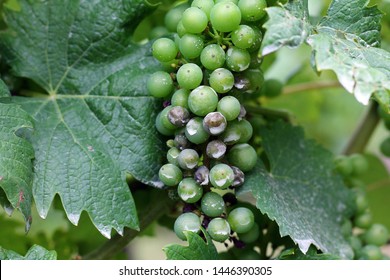 Plasmopara Viticola On The Vine. Grape Disease.