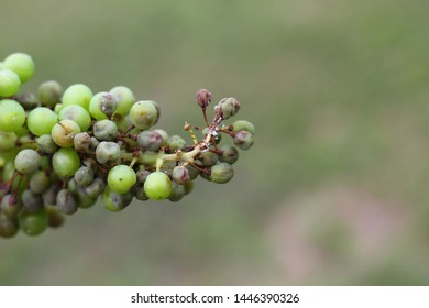 Plasmopara Viticola On The Vine. Grape Disease.