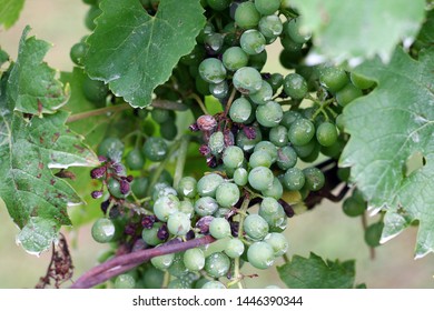 Plasmopara Viticola On The Vine. Grape Disease.