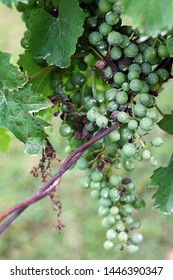 Plasmopara Viticola On The Vine. Grape Disease.