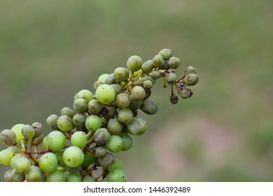 Plasmopara Viticola On The Vine. Grape Disease.