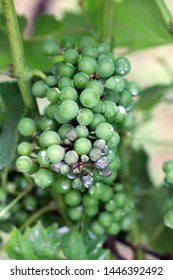 Plasmopara Viticola On The Vine. Grape Disease.